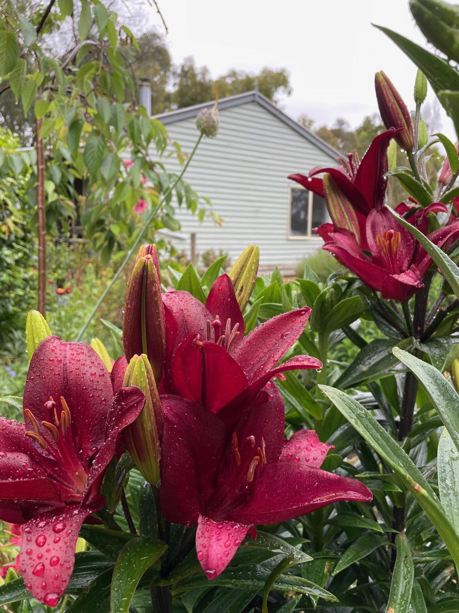Tindoona Cottages フォスター エクステリア 写真