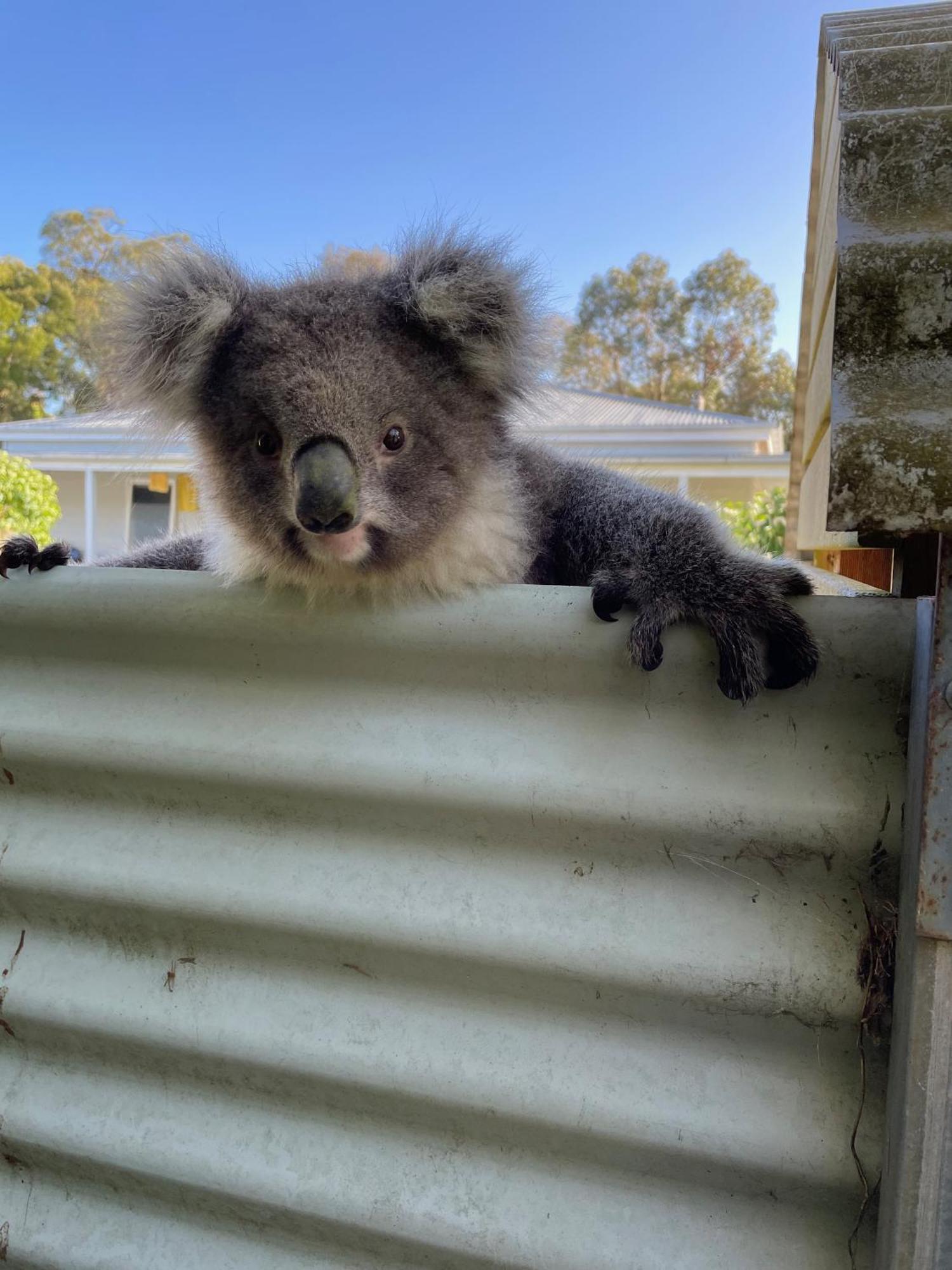 Tindoona Cottages フォスター エクステリア 写真