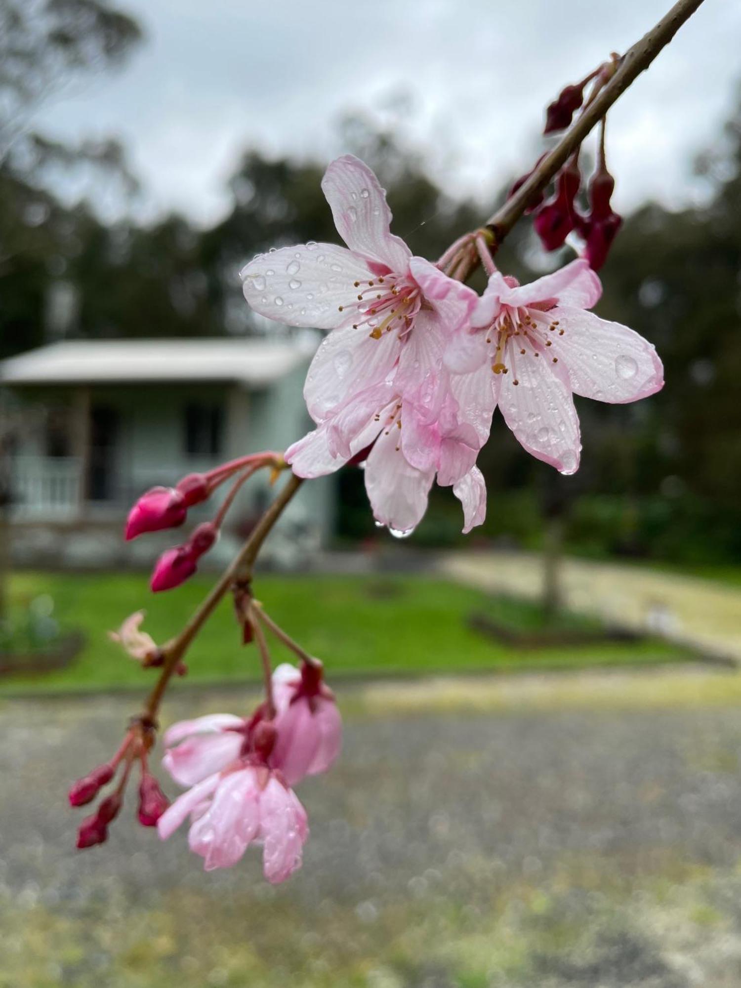 Tindoona Cottages フォスター エクステリア 写真
