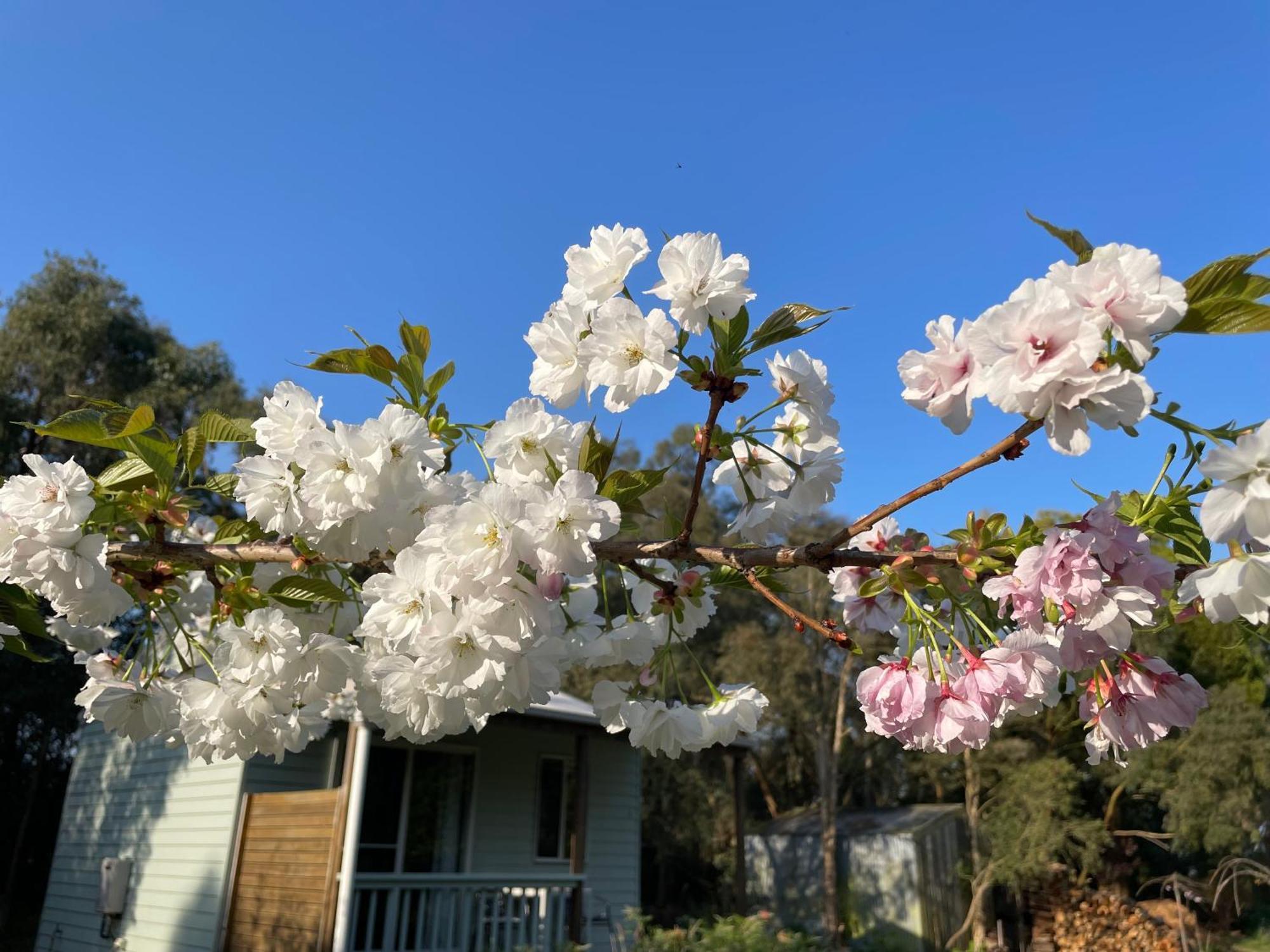 Tindoona Cottages フォスター エクステリア 写真